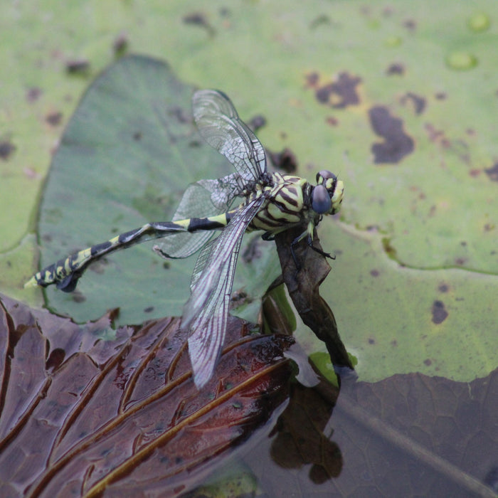 Dragonfly on a bridge railing over water in Kruger National Park — the naaldekoker moment, March 2024