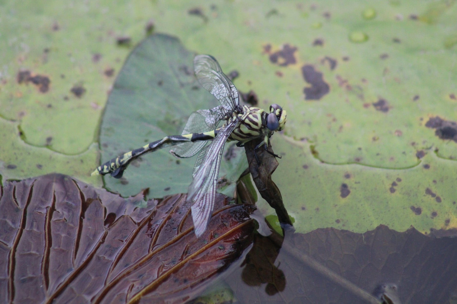 Dragonfly on a bridge railing over water in Kruger National Park — the naaldekoker moment, March 2024
