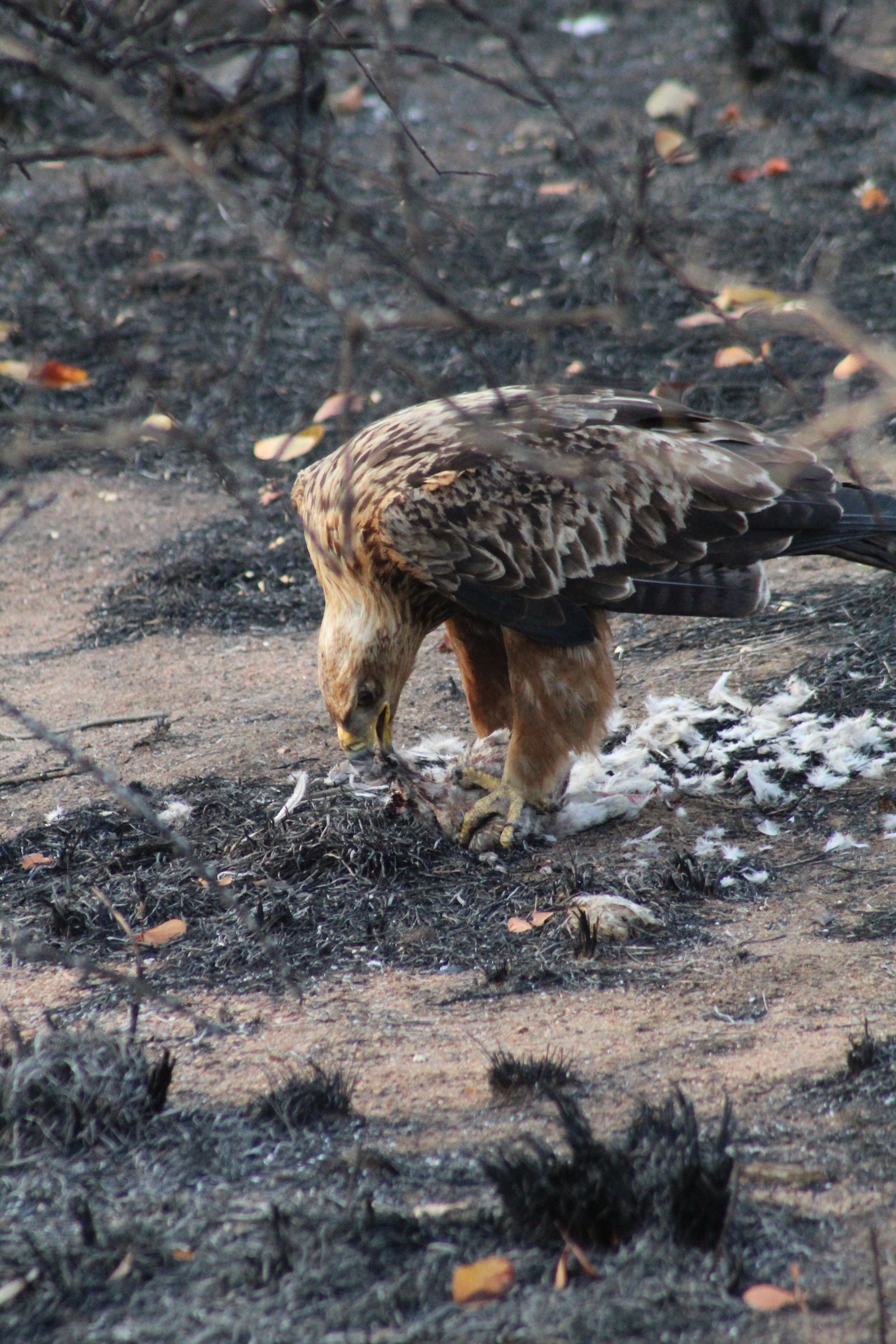 Burnt veld near Phalaborwa gate, Kruger National Park, September 2023 after recent fires